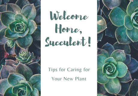 How to Care for Your New Succulent